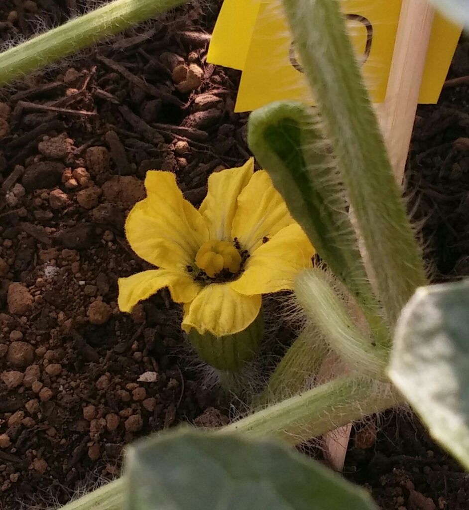 スイカ 雌花に蟻 崖っプチ農園
