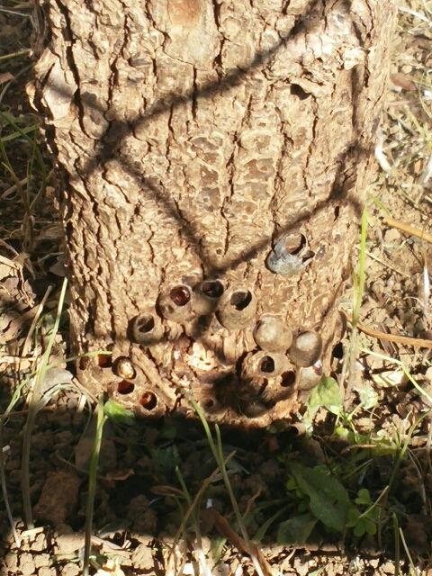 イラガの卵 崖っプチ農園