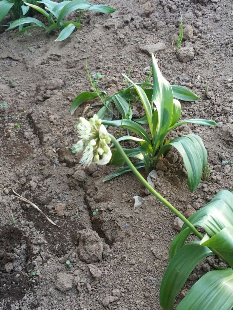 行者ニンニク 花 崖っプチ農園 行者ニンニク 花 崖っプチ農園