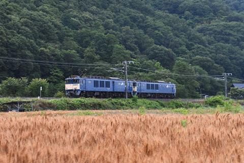 DSC_2019-1