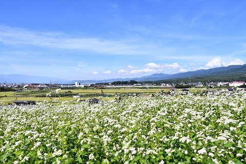 DSC_0320-1