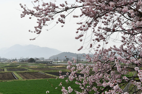DSC_9519-1