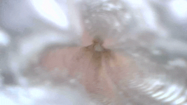 virginlooplong001