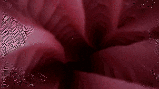 inmahougakuen001