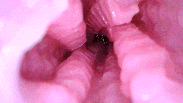 hexsen2001