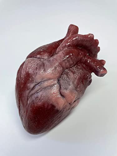 71MqDqvNovL._AC_SY500_