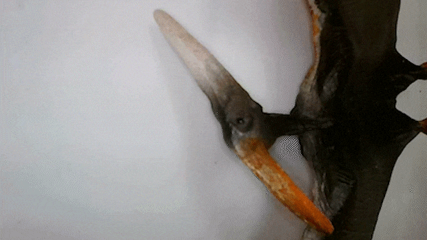 testgif001