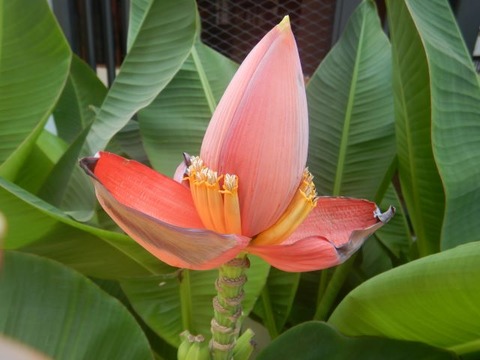 DSCN2919