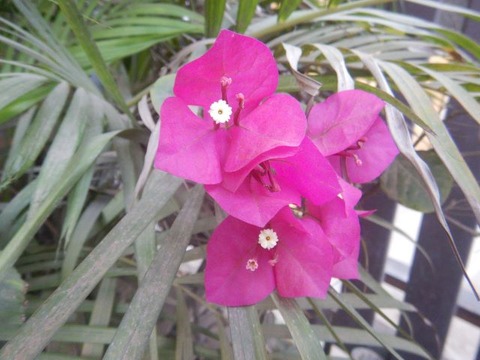 DSCN3122