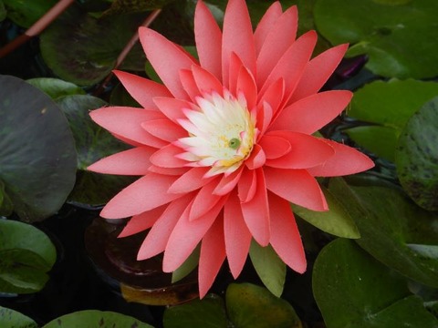 DSCN3165