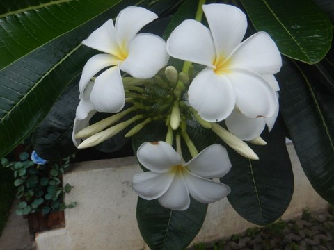 DSCN2785
