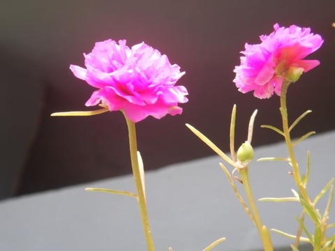 DSCN2823