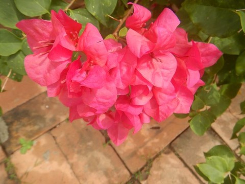 DSCN2788