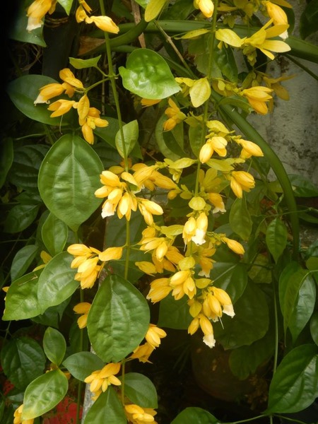 DSCN2824