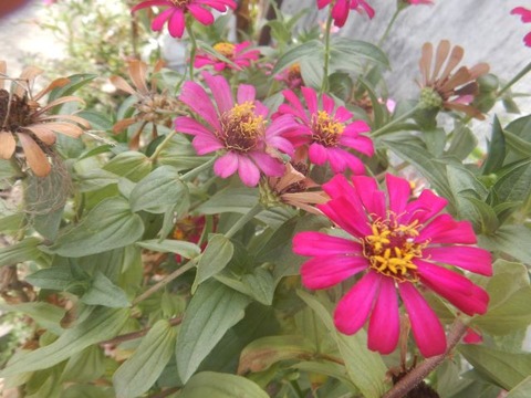 DSCN2829
