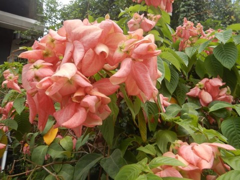 DSCN2926