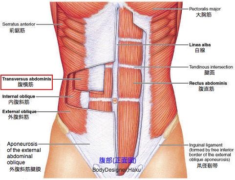 呼吸が女のカラダを彫刻する 骨盤底でまるもうけ 呼吸が女のカラダを彫刻する 骨盤底でまるもうけ