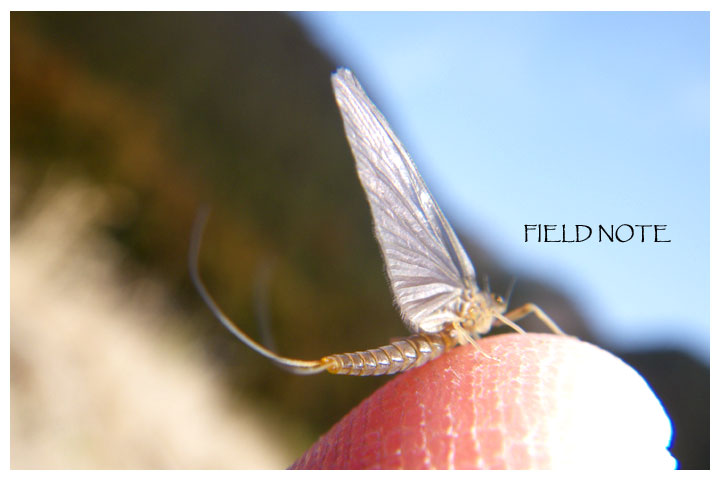 春の虫 Field Note 春の虫 Field Note