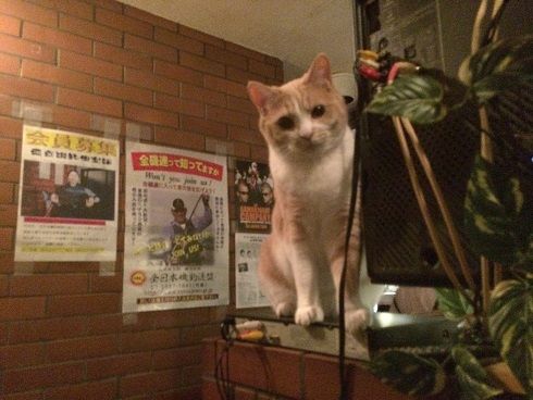猫居酒屋 赤茄子 東京刺激クラブ