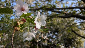 PXL_20260411_065707180