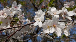 PXL_20260411_065751060