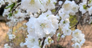 PXL_20260329_053907006~2