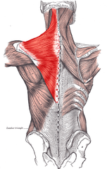 wiki-trapezius