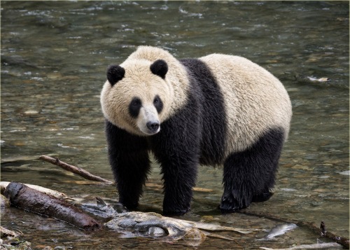【画像】パンダカラーになったヒグマ、愛嬌があって可愛いｗｗｗｗ