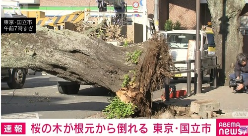 【悲報】桜「モームリ」→ 各地で盛大に逝くｗｗｗｗ