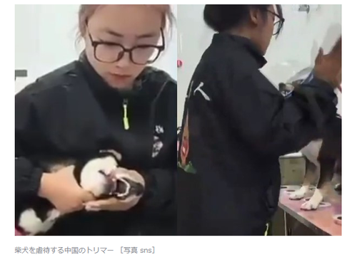 【朗報】中国人さん、反日感情で「柴犬」を虐待して炎上ｗｗｗｗ