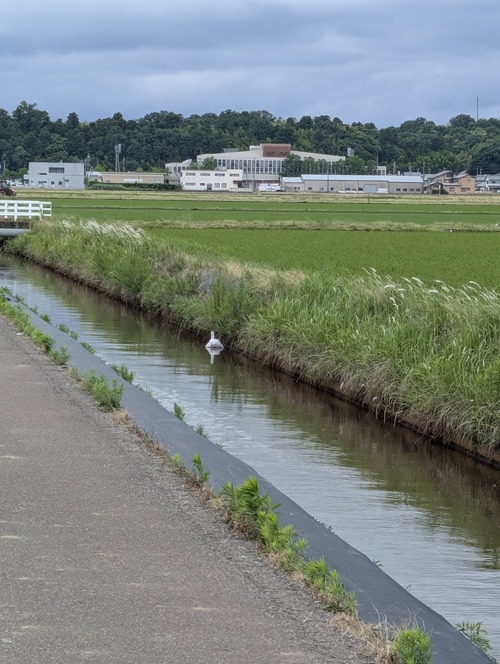【画像】X民「用水路に白鳥おるやんけ！」→近づいてみた結果ｗｗｗｗのサムネイル