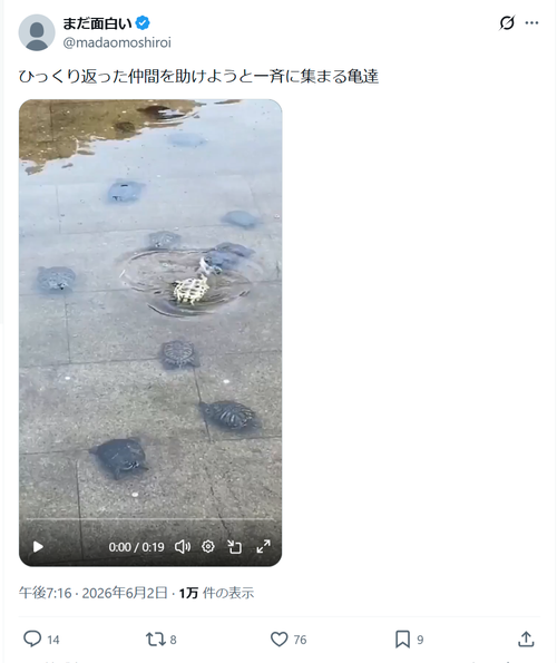 【悲報】ひっくり返った亀、全てを諦めるｗｗｗｗｗ