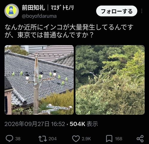 【悲報】日本、インコに侵略され終わるｗｗｗｗ