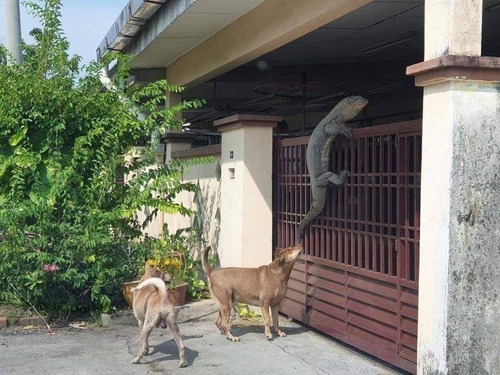 【画像】X民「家の前になんかいるんですけどｗ」ﾊﾟｼｬｯ