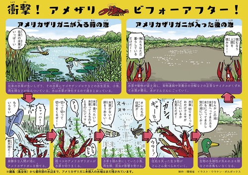 【悲報】外来種に侵略された池の末路、ガチでヤバいｗｗｗｗ