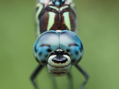【画像】ワイ「トンボやんけ！超至近距離で顔見たろ！w」→まさかの結果にｗｗｗｗ