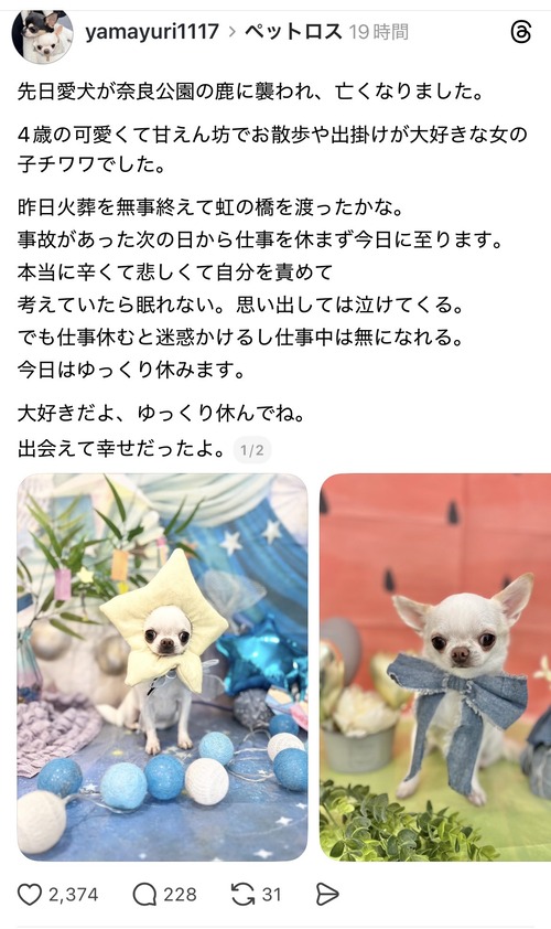 【訃報】チワワ、奈良の鹿に襲われて死ぬ→飼い主が叩かれてしまう…