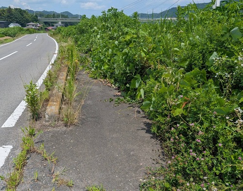 【悲報】ガチ田舎の歩道、もはや歩くことを想定してないｗｗｗｗｗ