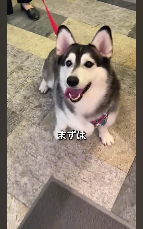 【悲報】YouTube「色んな犬とコーギーを交配させた結果」←コメント欄大荒れｗｗｗｗ