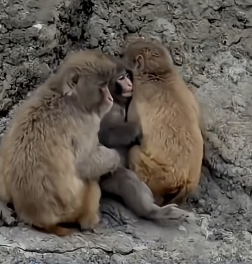 【悲報】例のサル、ついに弱者男性を煽り散らすｗｗｗｗｗ