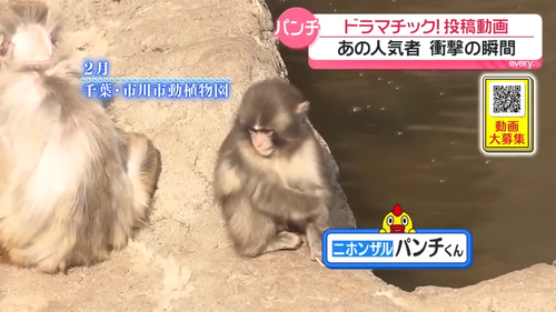 【悲報】例のサルのブーム、終わるｗｗｗｗ