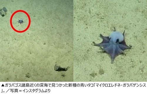 【画像】新種の青いタコ、発見される。かわいくて草ｗｗｗｗ