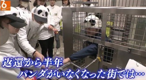【悲報】「パンダ」がいなくなった街、様子がおかしくなってしまう。どうすんのこれｗｗｗｗｗ