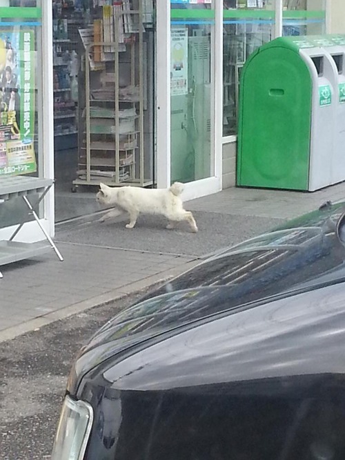 【悲報】コンビニに侵入した猫さんの末路ｗｗｗｗｗ