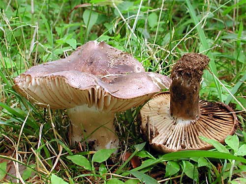 【画像】キノコ狩り、ギャンブルすぎて草ｗｗｗｗ