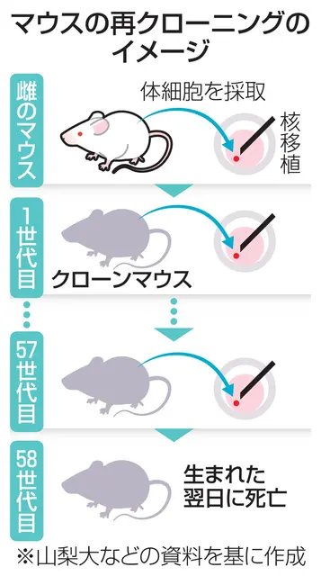 【悲報】研究者、マウスの「クローン作成」を限界まで繰り返した結果ｗｗｗｗ