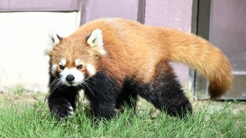 【悲報】パンダを全て返還した動物園、代わりにレッサーパンダを展示ｗｗｗｗ