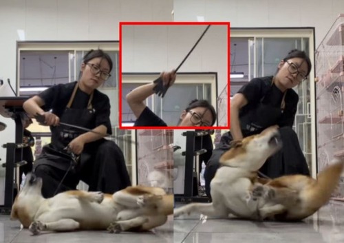 【悲報】中国人、柴犬虐待が大ブームになるｗｗｗｗ