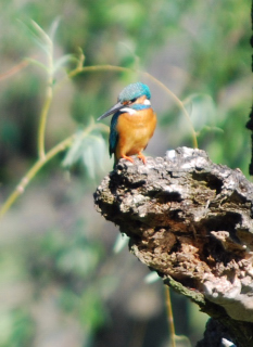 ���糧�ߡ��˥���ģ����ء�200mm