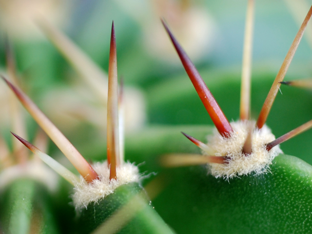 ���ܥƥ�β�